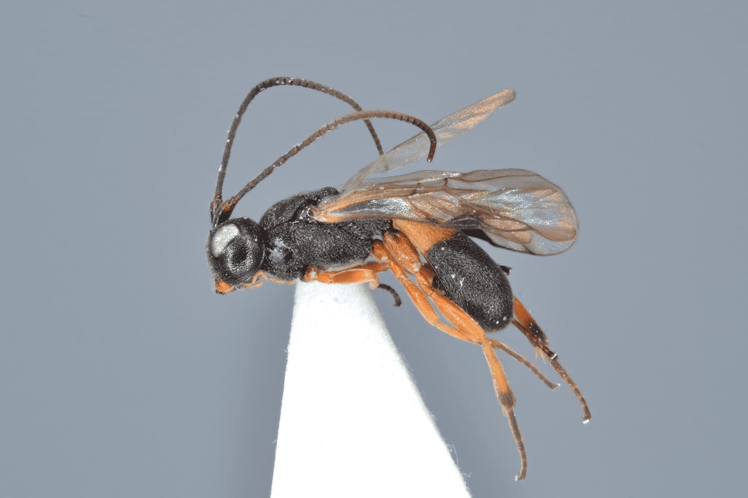 Default image